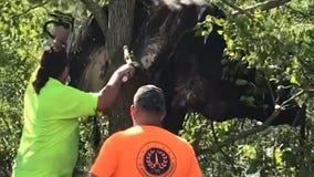 Cow gets stuck in tree in Louisiana after Hurricane Ida flooding