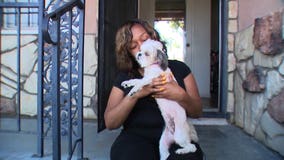 Mom reunited with her Shih Tzu days after a stranger took the dog from groomers