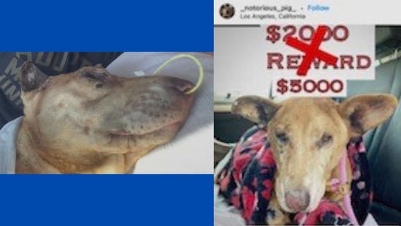 Man accused of setting dog on fire at a South Los Angeles park