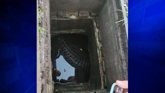 11-foot alligator trapped for days in Florida storm drain freed by crew