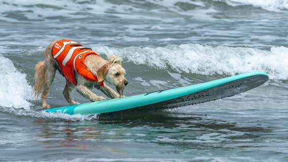 Dogs compete in Southern California surfing contest