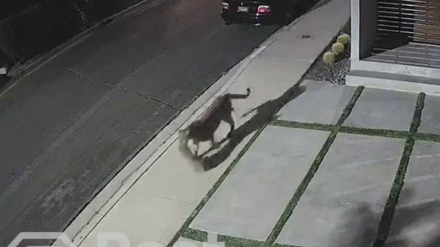 Video: Mountain lion spotted in Studio City