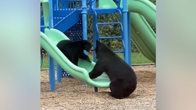 Mama bear and cub enjoy slides at North Carolina playground