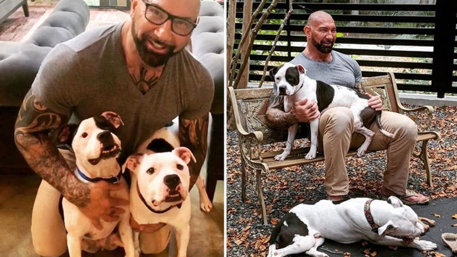 dave-bautista-dogs-adopted.jpg