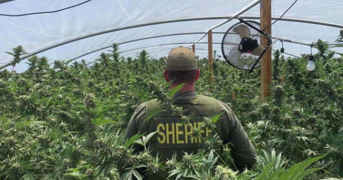 32 people arrested, over 23,000 marijuana plants seized during ...