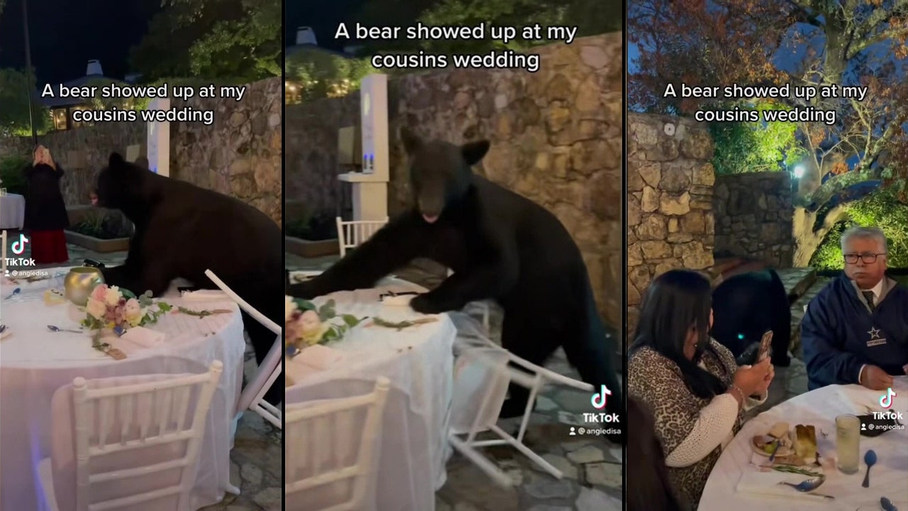 VIDEO: Bear crashes wedding, unfazed guest continues eating dinner