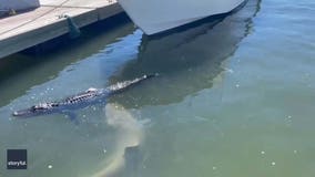 Shark bites floating alligator’s foot in wild video
