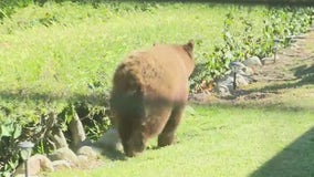 Bear spotted in San Dimas neighborhood