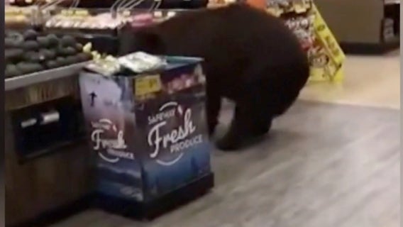 Bear who wandered through Tahoe Safeway store shot and killed