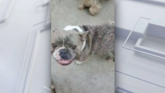 Family in Pacoima claims neighbor won't return lost French Bulldog