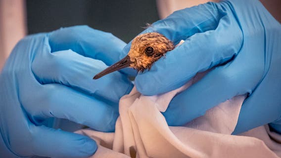 Birds, wetland wildlife bearing the brunt of California oil spill