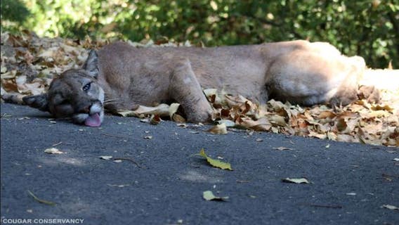1st mountain lion in California released back to wild dies