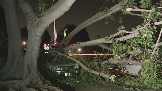 Downed trees smash cars, homes as strong winds batter Southern California