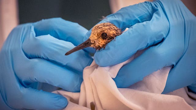 OC oil spill: Over 2 dozen oiled birds recovered; wildlife greatly impacted