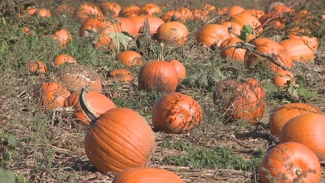 Pumpkin supply impacted by extreme weather and supply chain issues