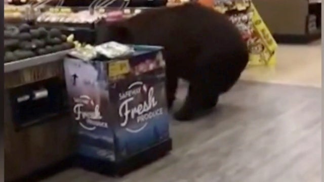 Bear who wandered through Tahoe Safeway store shot and killed