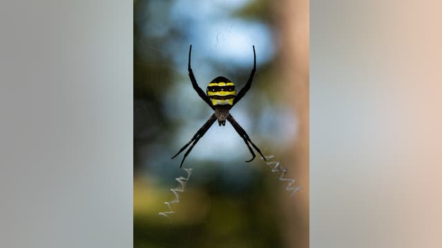 Joro spiders invade parts of northern Georgia