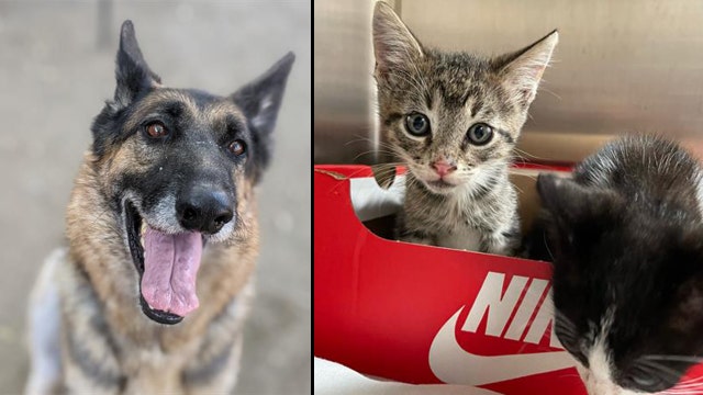 LA animal shelters near capacity, Angelenos urged to foster or adopt