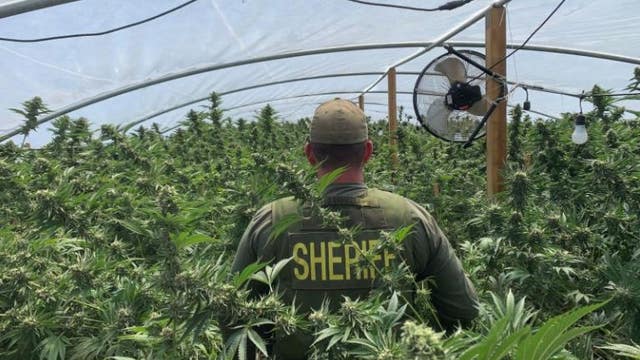 32 people arrested, over 23,000 marijuana plants seized during operation in San Bernardino County