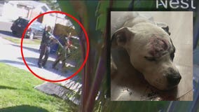 Surveillance video allegedly shows LAPD officers shoot family dog with non lethal round