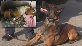 K-9 hero stabbed multiple times while taking down 2 suspects wanted for kidnapping, torture of woman