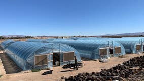 34 arrested, over 33,000 marijuana plants seized in San Bernardino County