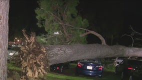 Woman hurt, dozens of cars damaged after large tree falls at Greek Theatre