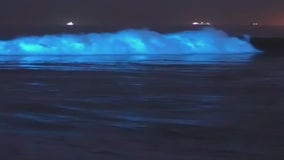 Neon blue bioluminescent waves light up South Bay coast