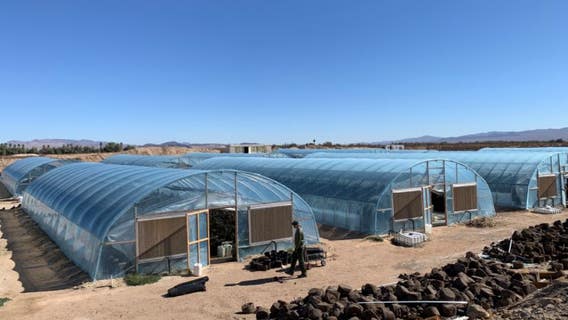 34 arrested, over 33,000 marijuana plants seized in San Bernardino County