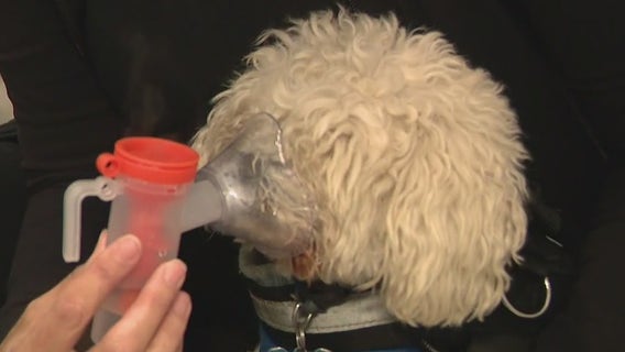 Canine influenza outbreak reported in Los Angeles County