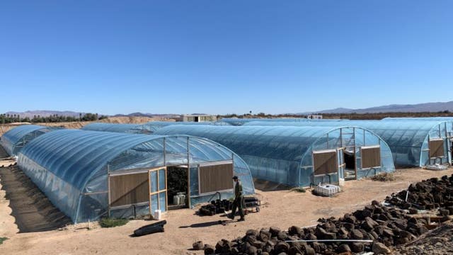 34 arrested, over 33,000 marijuana plants seized in San Bernardino County