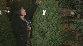 Last-minute Christmas tree shopping in Southern California