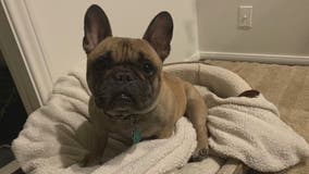 French bulldog back home in West Hollywood; Owner recovering after attack
