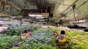 California investigators seize 14,113 marijuana plants, $350K in cash; 33 arrested