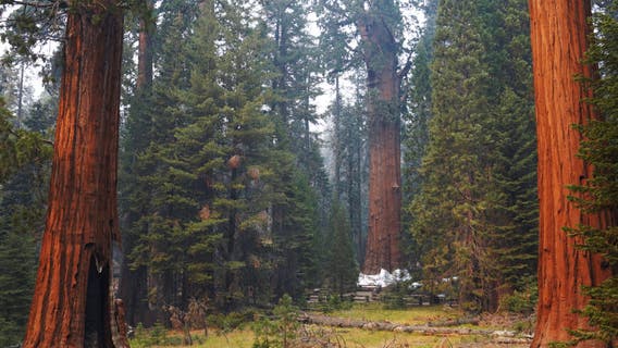 Sequoia National Park opens Giant Forest that survived fire