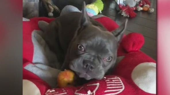 French bulldog allegedly stolen from woman in Hollywood; $5,000 reward in search for 'Mona'