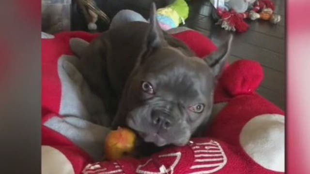 French bulldog allegedly stolen from woman in Hollywood; $5,000 reward in search for 'Mona'