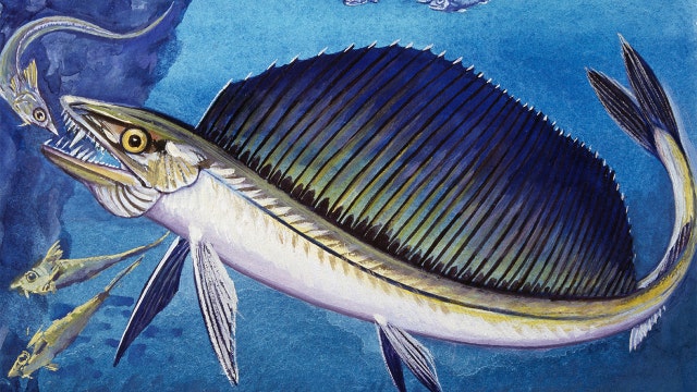 Cannibalistic lancetfish found on California beach