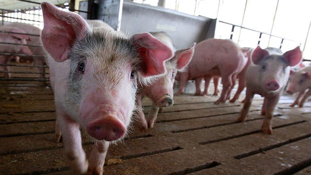 Will new bacon law begin? California grocers seek delay