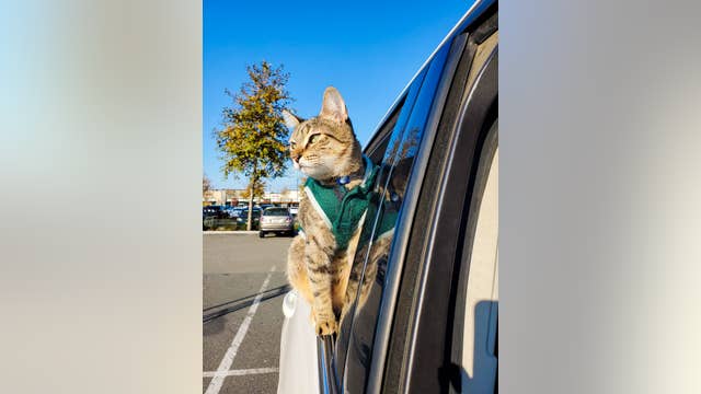 Tourists heartbroken after kitten stolen in San Francisco during smash-and-grab