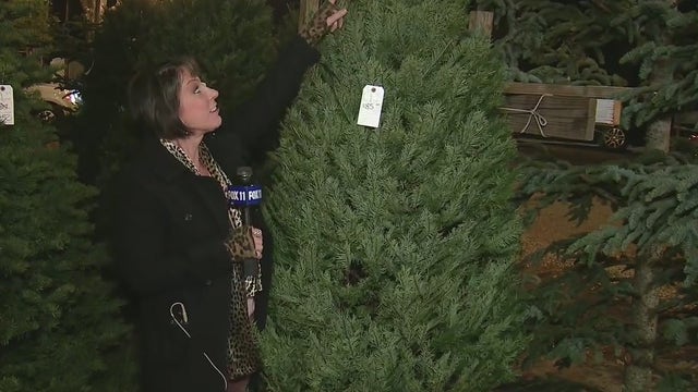 Last-minute Christmas tree shopping in Southern California
