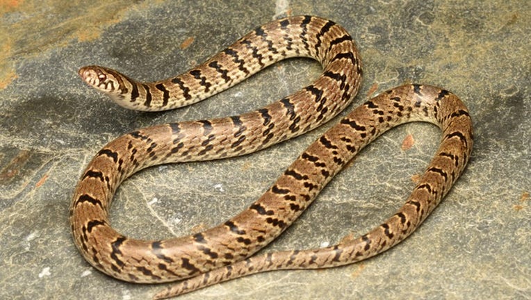 New snake species discovered
