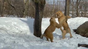 Video: Young lions frolic in their 1st ‘big’ snowfall