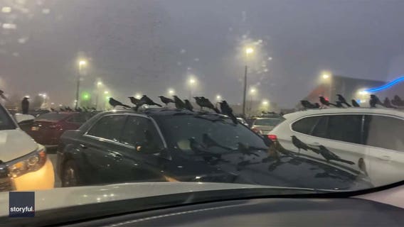 Video: Flock of birds swarm Texas mall parking lot