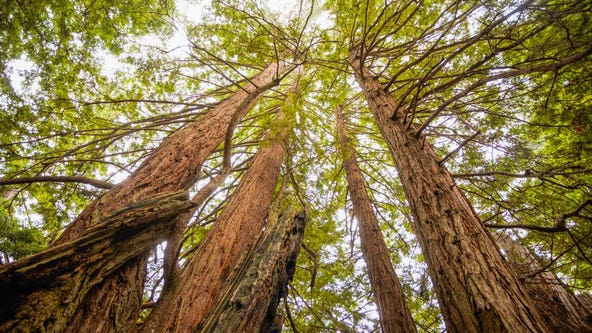 Northern California redwood forest returned to native tribal group