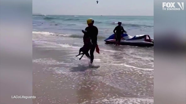 VIDEO: LA County Lifeguards rescue dog in ocean 600 yards from shore