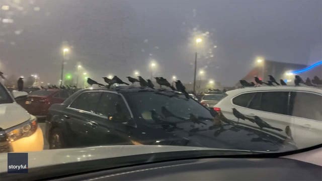 Video: Flock of birds swarm Texas mall parking lot