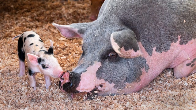 California judge delays enforcement of part of new bacon law