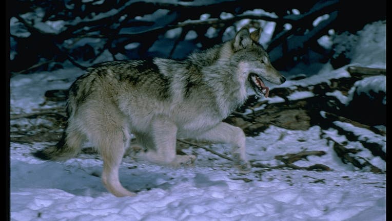 Gray wolf running inside special acclima