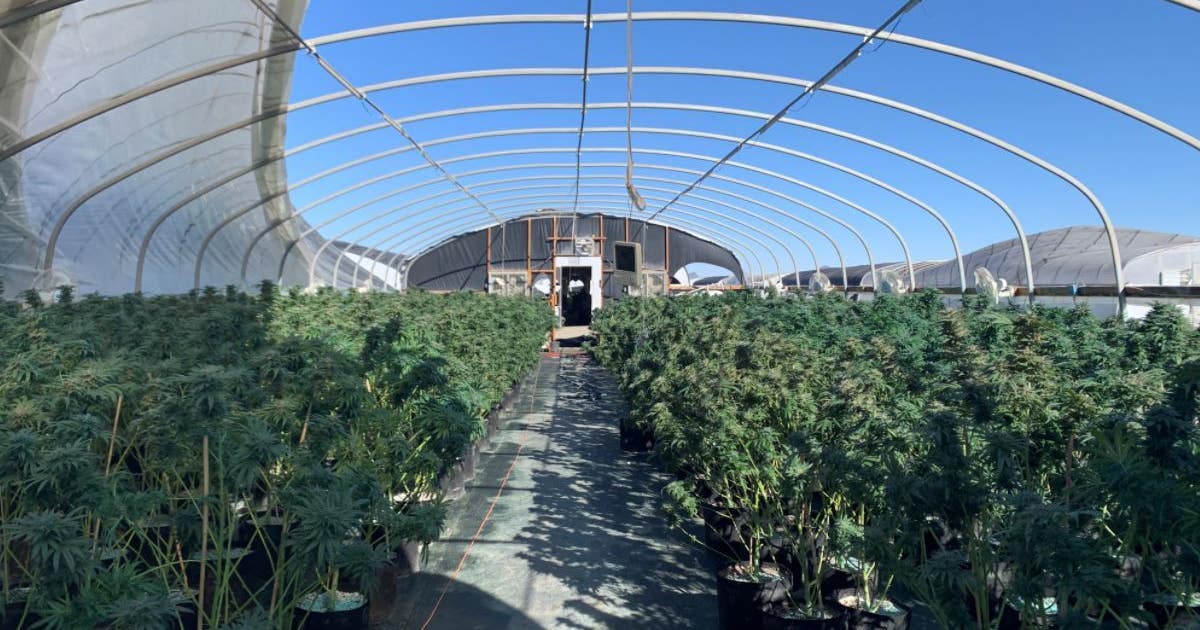More than 400 illegal marijuana grow houses busted in San Bernardino ...